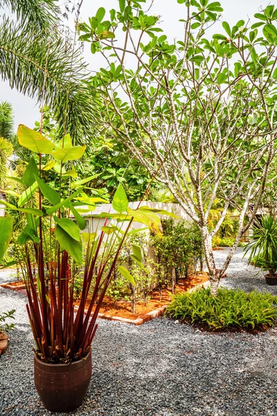 Beautiful tropical garden — Stock Photo, Image