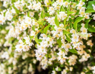 Beyaz çiçek bulanık görünüm