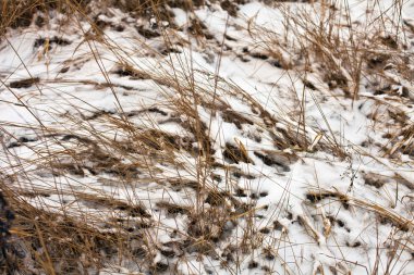 donmuş otların arasında güneş 