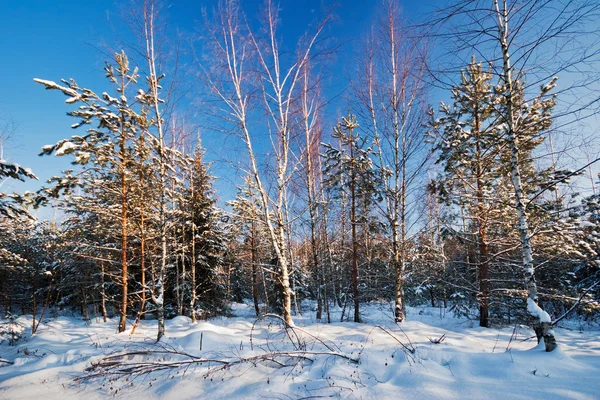 Campo de inverno sob — Fotografia de Stock