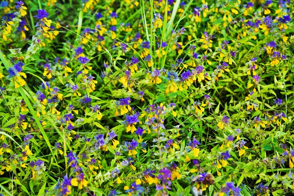 Flowers in a filed — Stock Photo, Image