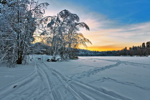 Forêt d'hiver — Photo