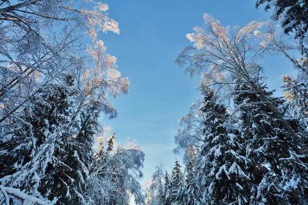 Kroon van de bomen — Stockfoto