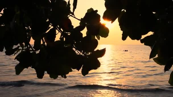 Tree leaves silhouette against sunset — Stock Video