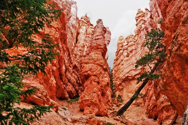 Bryce canyon insise görüntülemek. — Stok fotoğraf