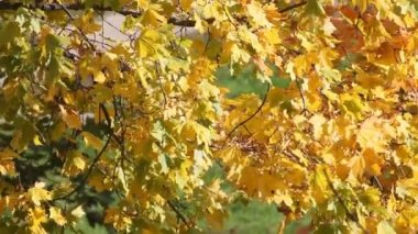 mavi gökyüzünün altında tropikal plaj