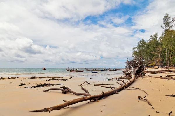 ビーチでの死んだ木の幹 — ストック写真