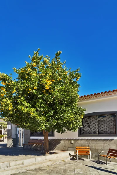 Naranjo en un pequeño patio — Foto de Stock