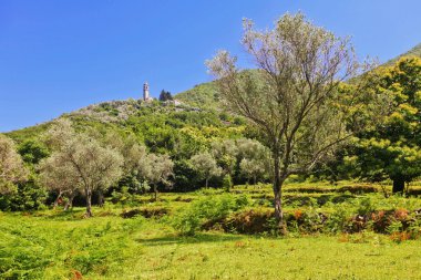 Yamaçtaki ağaçlar