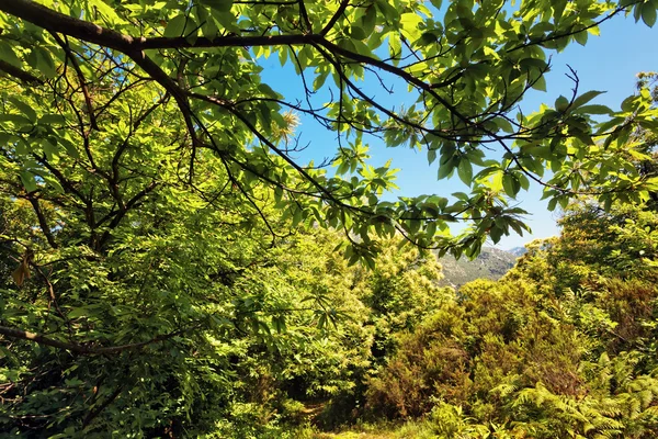 伸び伸びと森で太陽の光 — ストック写真