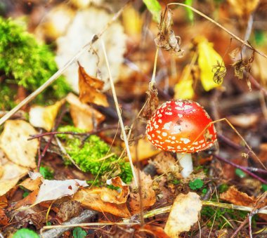 sinek-agaric güneş ışığı altında