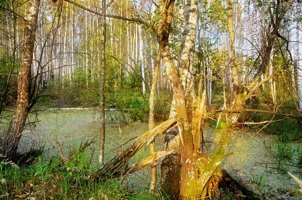 Старое дерево в болоте — стоковое фото