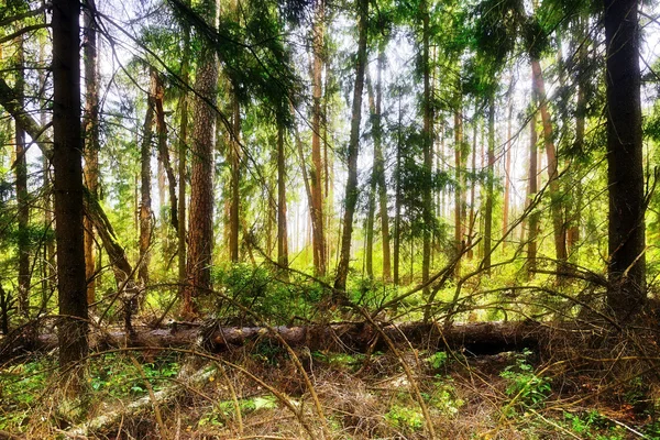 Літній краєвид ліс — стокове фото