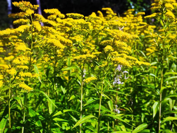 Fleurs dans le champ — Photo