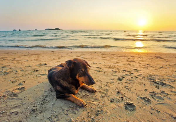 Chiens sur la plage au coucher du soleil — Photo