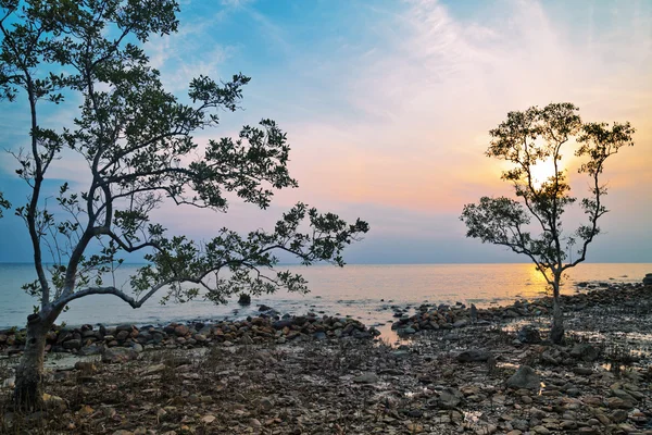 Silhouette di un albero — Foto Stock