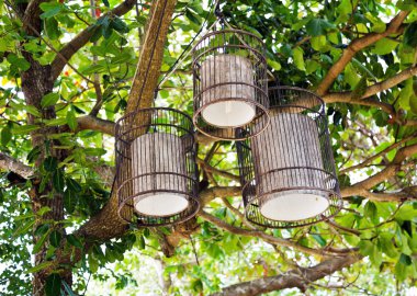 bir tropik ağaç üzerinde olağandışı fener