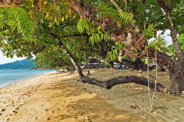 ağaçlar bir plajda