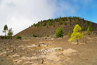 Pine grove Teide Milli Parkı'nda