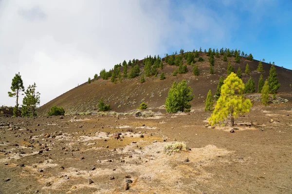 Pineta nel Parco Nazionale del Teide — Foto Stock