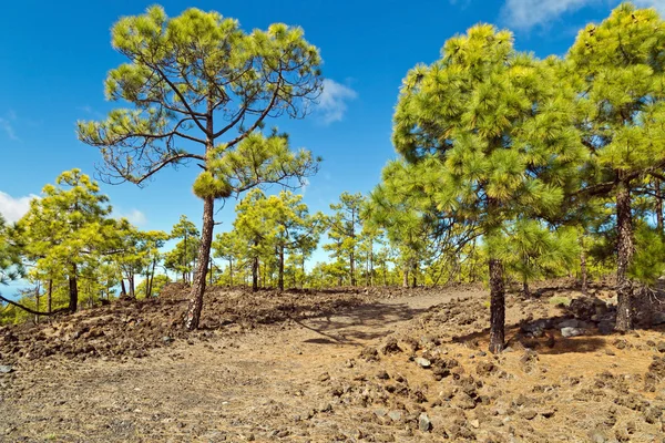 Pine grove i Teide National Park — Stockfoto