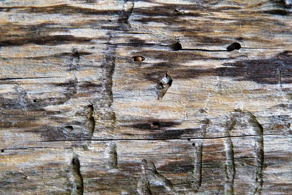 Alte verwitterte Holzstruktur — Stockfoto