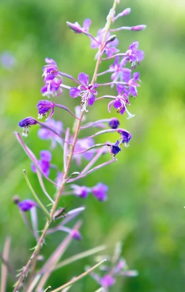 Flowers in field — Stock Photo, Image