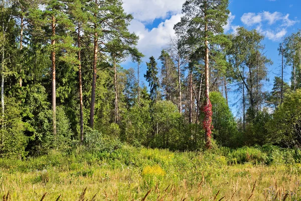Linda floresta de verão — Fotografia de Stock