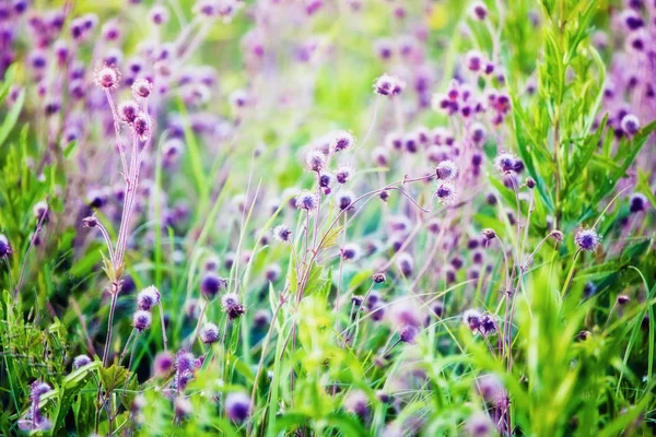 Flowers in field — Stock Photo, Image