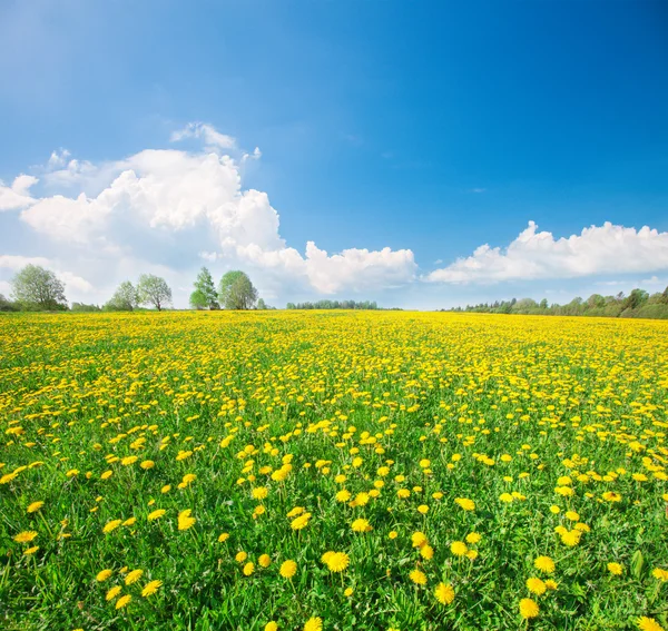 Yellow flowers field — Stock Photo, Image