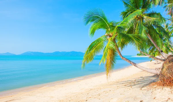 Пляж с кокосовыми пальмами — стоковое фото