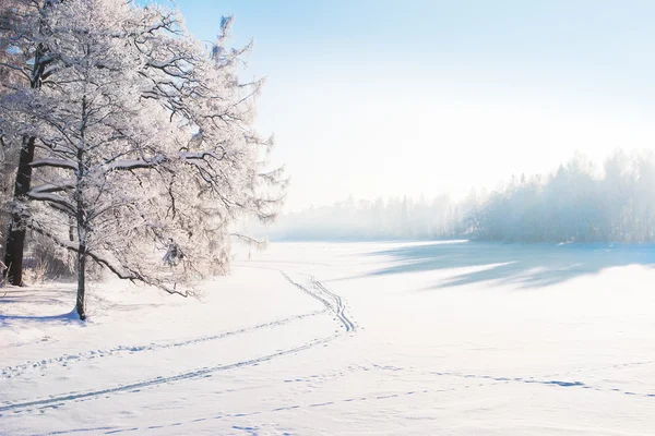 Foresta invernale nella neve — Foto Stock