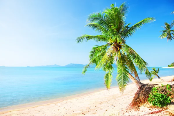 Spiaggia con palme da cocco — Foto Stock