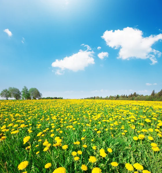 Champ de fleurs jaune — Photo