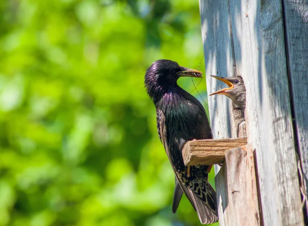 Starling yavru besleme — Stok fotoğraf