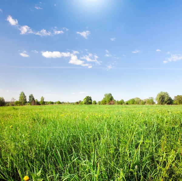 Yellow flowers field — Stock Photo, Image