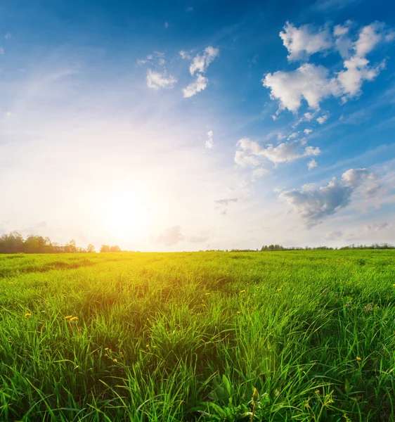 Campo verde e tramonto — Foto Stock