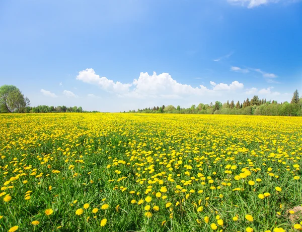 Yellow flowers  field — Stock Photo, Image