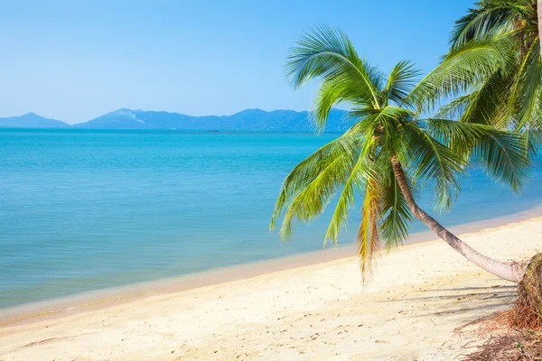 Palmy i tropikalna plaża — Zdjęcie stockowe