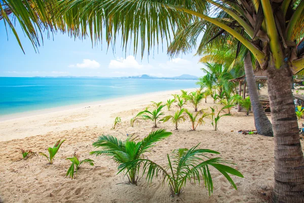 Tropical beach with coconut palms — Stock Photo, Image