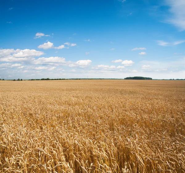 Campo de trigo e céu azul — Fotografia de Stock