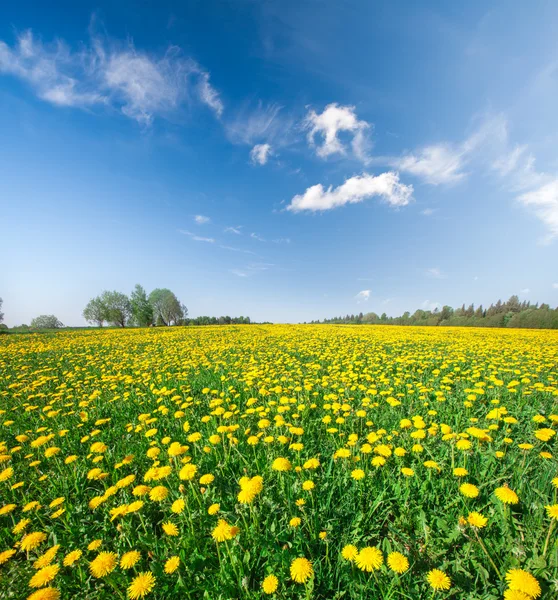 Yellow flowers field — Stock Photo, Image