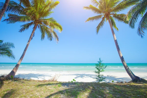 Tropikalna plaża z palmami kokosowymi — Zdjęcie stockowe