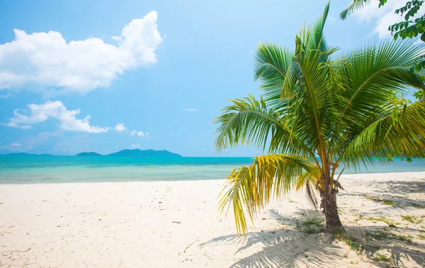 Spiaggia tropicale con palma da cocco — Foto Stock