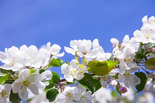 Цветы на яблоне — стоковое фото