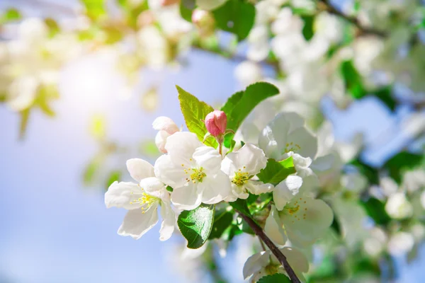 Bloesem van de appelboom — Stockfoto