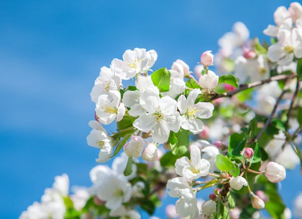 苹果树上的花 — 图库照片