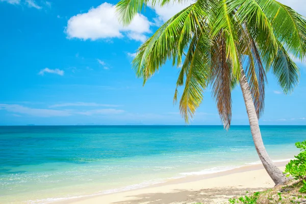 Playa con palma de coco — Foto de Stock