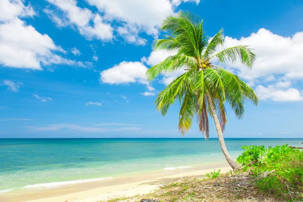 Playa con palma de coco —  Fotos de Stock