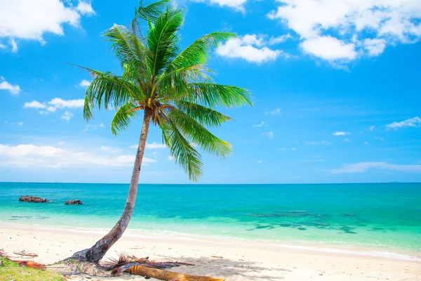 Stranden med Kokosfibrer palm — Stockfoto